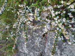 Cotoneaster integrifolius: Wild plant on Banks Peninsula.
 Image: D. Glenny © Landcare Research 2017 CC BY 3.0 NZ